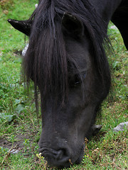 Image showing shetland pony