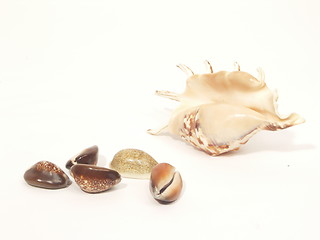 Image showing shells collection