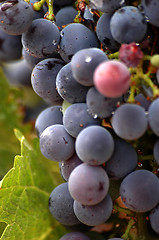 Image showing Vinyard Grapes Close Up