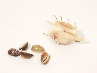 Image showing shells collection