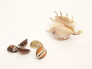 Image showing shells colection