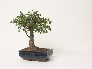 Image showing bonsai