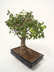 Image showing bonsai