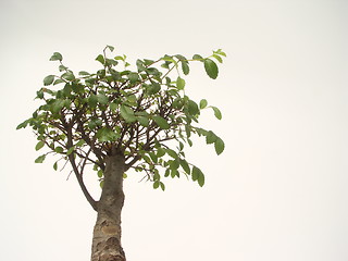 Image showing bonsai