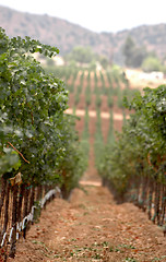 Image showing Vineyard Rows