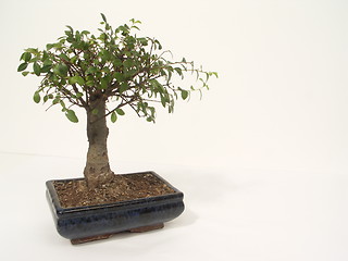 Image showing bonsai