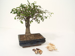 Image showing bonsai and shels