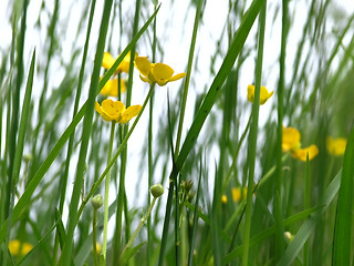 Image showing buttercups and grass