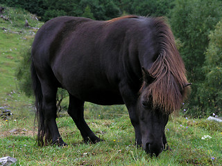 Image showing shetland pony