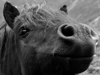 Image showing shetland pony - b/w