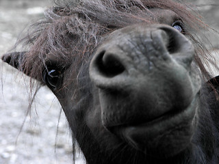 Image showing shetland pony close-up