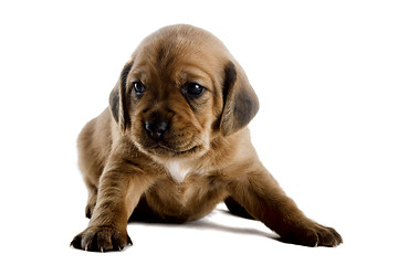 Image showing Cute Puppy