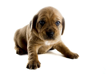 Image showing Cute Puppy