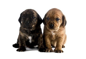Image showing Puppy brothers