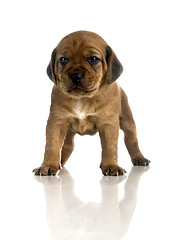 Image showing Cute Puppy