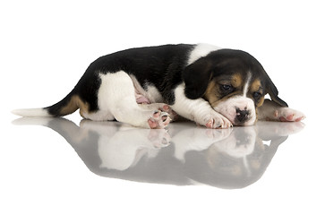 Image showing Lazy Puppy