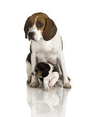 Image showing Beagle dog