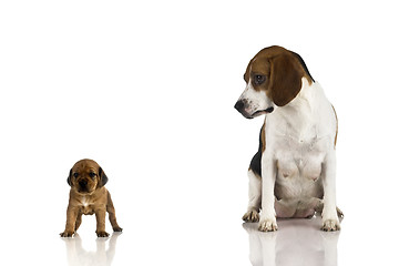 Image showing Beagle mom and a brown puppy