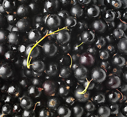 Image showing black currant background