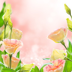 Image showing Pink flowers eustoma. Collage.