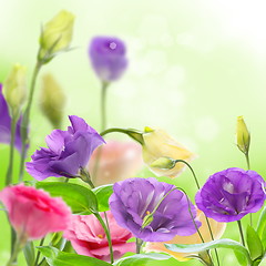 Image showing Beautiful flowers eustoma.