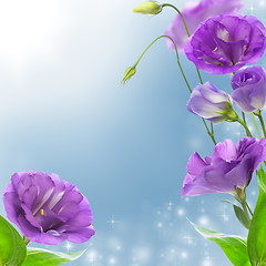 Image showing Eustoma blue flowers.