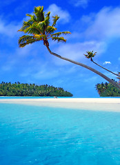 Image showing Aitutaki Palm