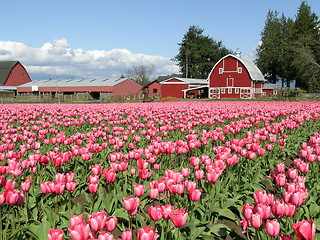 Image showing Tulips and Barn