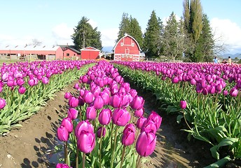 Image showing Tulips and Barn