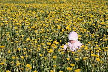 Image showing baby siting at dandelions meadow