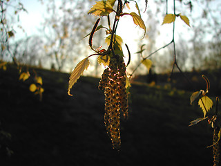 Image showing Birch leaves