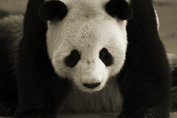 Image showing Giant panda