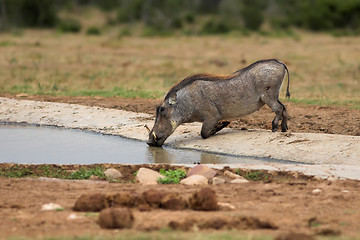 Image showing drinking warthog