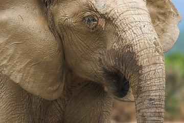 Image showing ellie close up