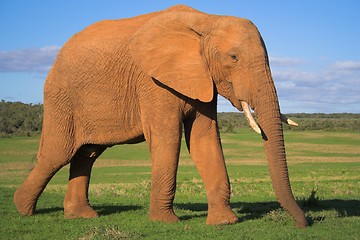 Image showing ellie on the greens