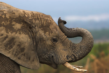 Image showing smelly elephant