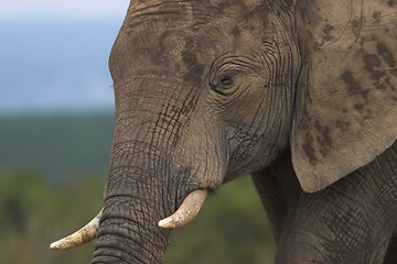 Image showing tusks