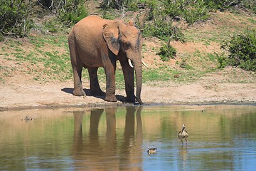 Image showing elephant and duck