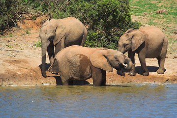 Image showing elephants wading in water