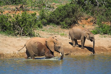 Image showing elephants wading in water
