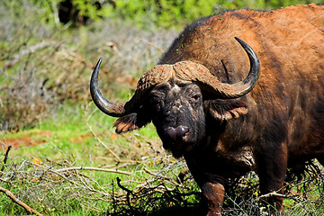 Image showing dirty buffalo