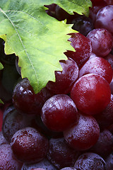 Image showing Wine Grapes