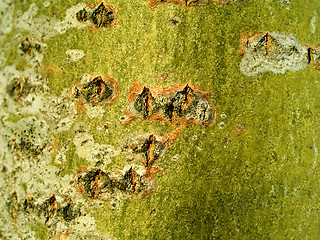 Image showing Tree bark texture