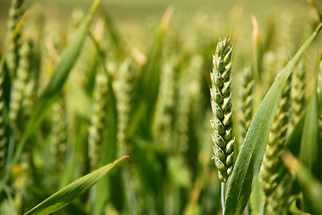 Image showing Closeup of stalk of wheat in a field