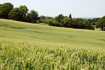 Image showing Field of green wheat in Kent countryside