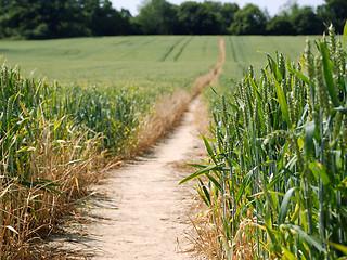 Image showing Footpath leading through a field of wheat