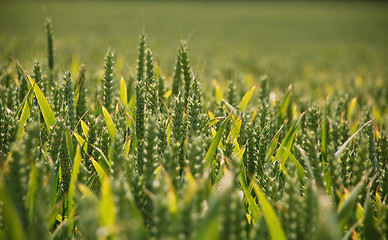 Image showing Ears of wheat in summer sunlight