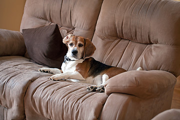 Image showing Beagle Dog on the Couch