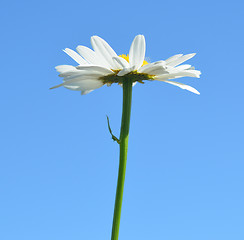 Image showing camomile