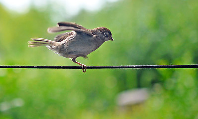 Image showing sparrow